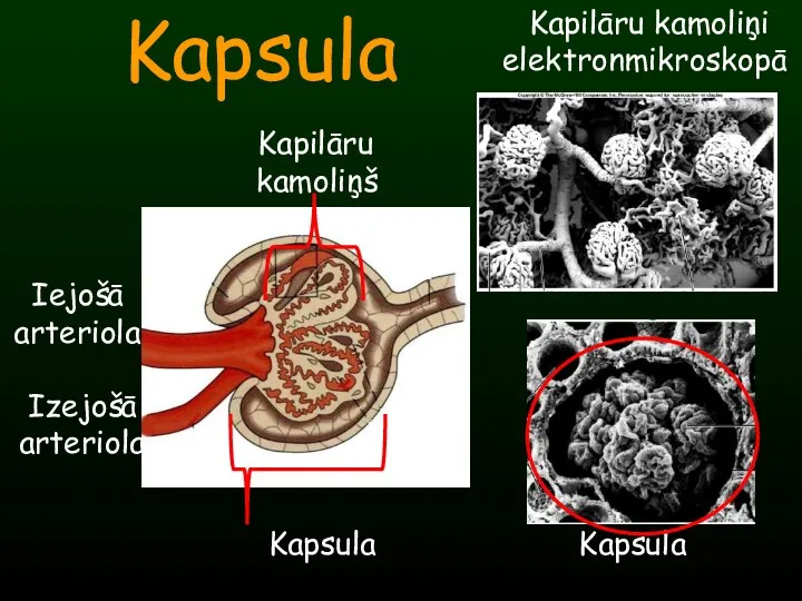 Kapsula Kapilāru kamoliņi elektronmikroskopā Kapsula Iejošā arteriola Izejošā arteriola Kapilāru kamoliņš Kapsula