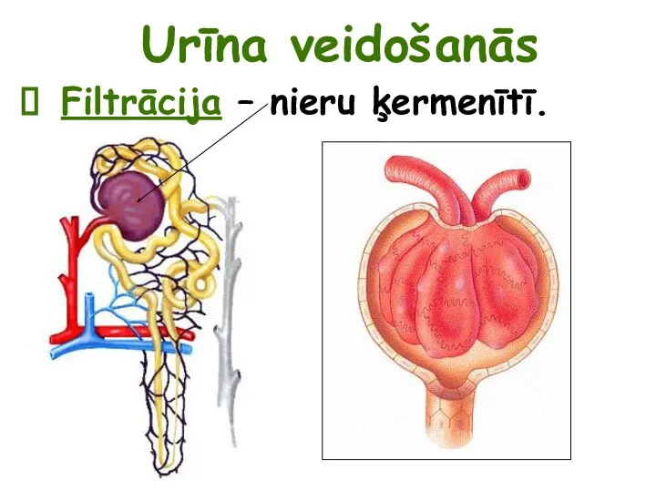 Filtrācija – nieru ķermenītī. Urīna veidošanās