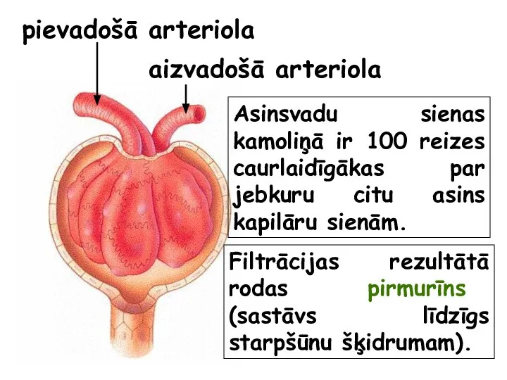 pievadošā arteriola aizvadošā arteriola Filtrācijas rezultātā rodas pirmurīns (sastāvs līdzīgs starpšūnu šķidrumam).