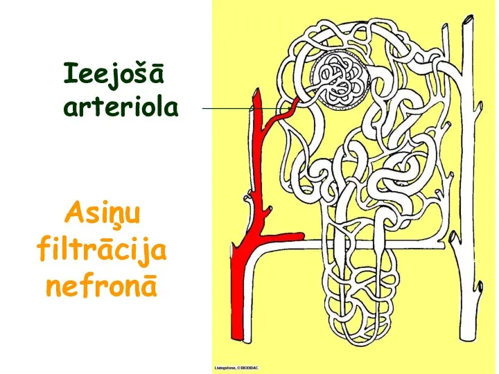 Asiņu filtrācija nefronā Ieejošā arteriola