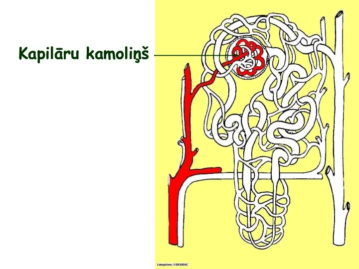 Kapilāru kamoliņš