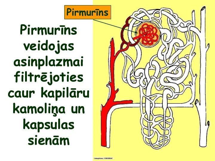 Pirmurīns veidojas asinplazmai filtrējoties caur kapilāru kamoliņa un kapsulas sienām Pirmurīns