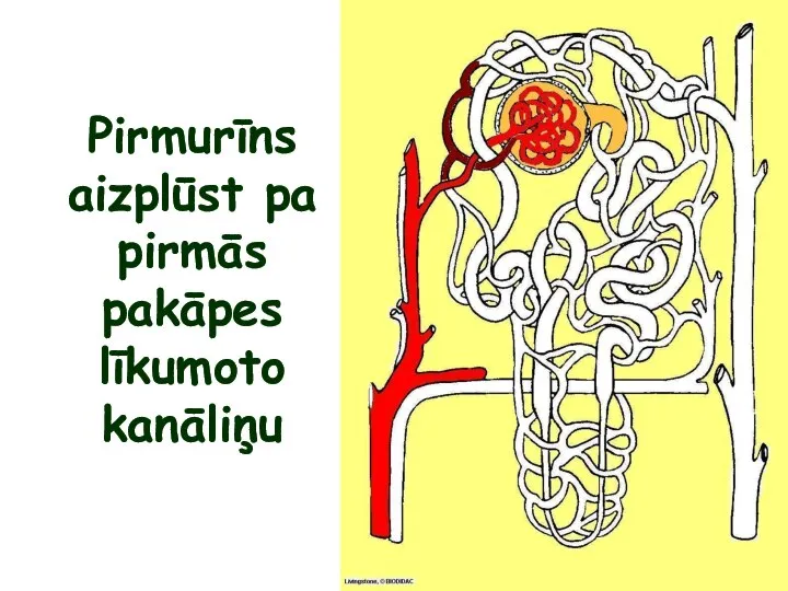 Pirmurīns aizplūst pa pirmās pakāpes līkumoto kanāliņu