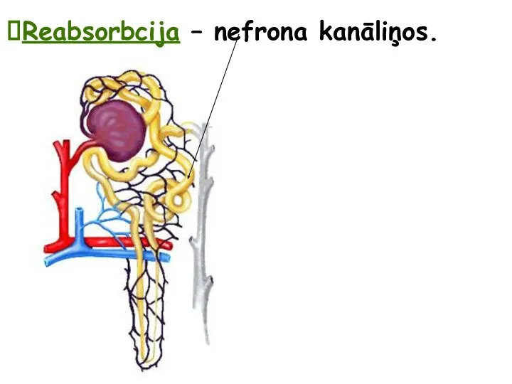 Reabsorbcija – nefrona kanāliņos.