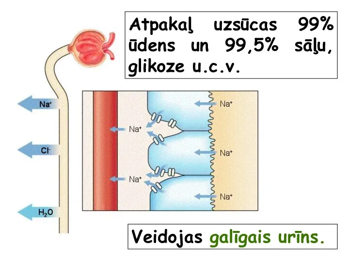 Atpakaļ uzsūcas 99% ūdens un 99,5% sāļu, glikoze u.c.v. Veidojas galīgais urīns.