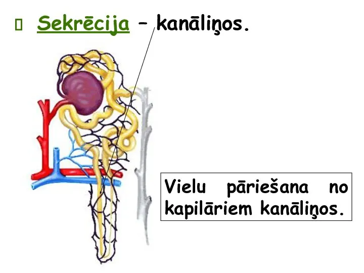 Sekrēcija – kanāliņos. Vielu pāriešana no kapilāriem kanāliņos.