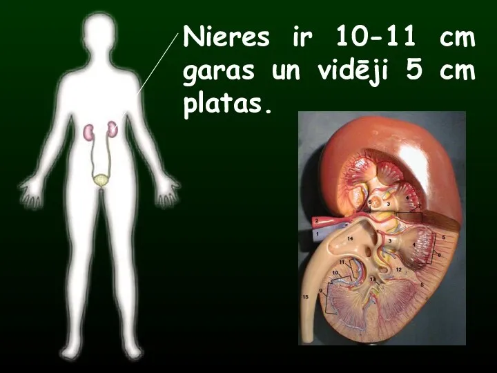 Nieres ir 10-11 cm garas un vidēji 5 cm platas.