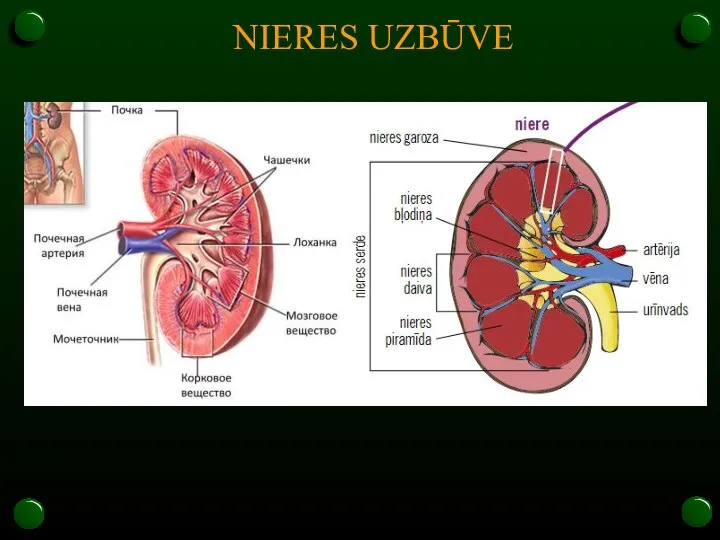 NIERES UZBŪVE