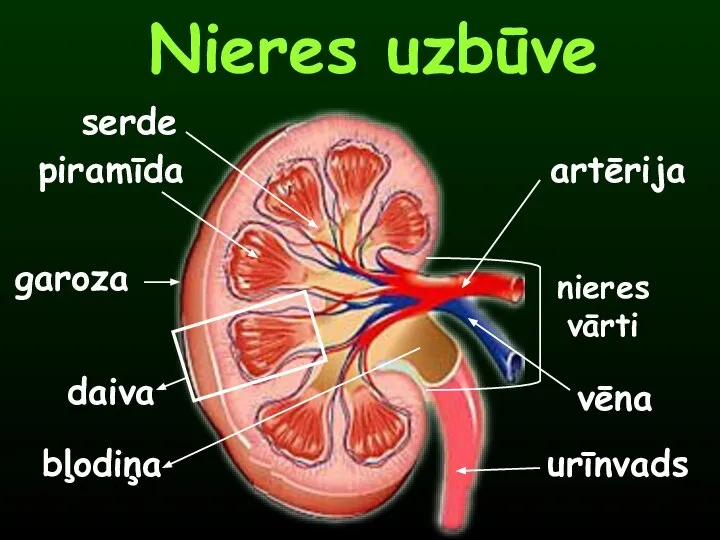 Nieres uzbūve artērija vēna nieres vārti urīnvads serde piramīda garoza daiva bļodiņa