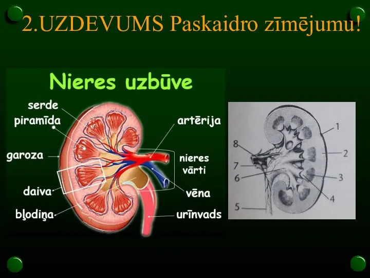 2.UZDEVUMS Paskaidro zīmējumu!