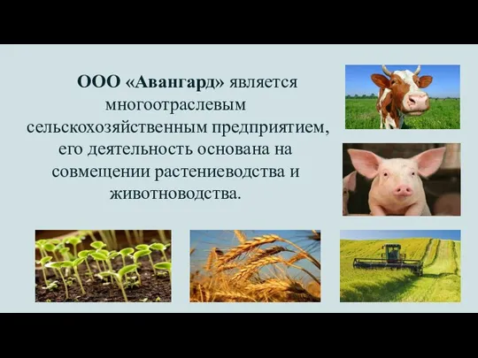 ООО «Авангард» является многоотраслевым сельскохозяйственным предприятием, его деятельность основана на совмещении растениеводства и животноводства.