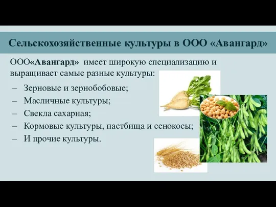 Сельскохозяйственные культуры в ООО «Авангард» ООО«Авангард» имеет широкую специализацию и выращивает самые