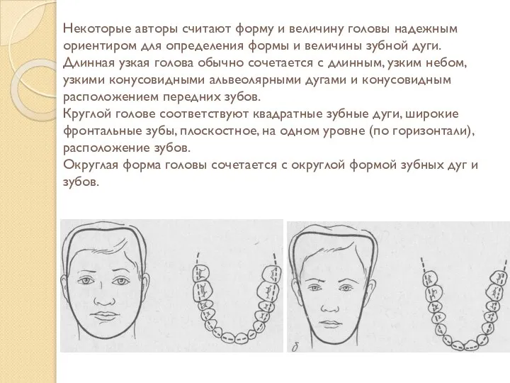 Некоторые авторы считают форму и величину головы надежным ориентиром для определения формы