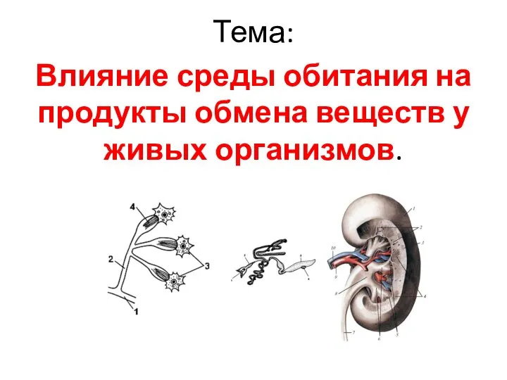 Тема: Влияние среды обитания на продукты обмена веществ у живых организмов.