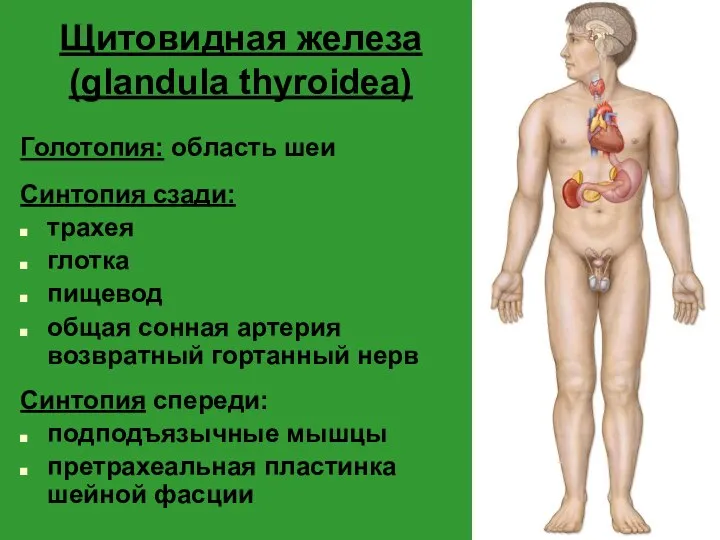 Щитовидная железа (glandula thyroidea) Голотопия: область шеи Синтопия сзади: трахея глотка пищевод