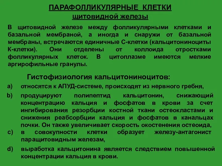 ПАРАФОЛЛИКУЛЯРНЫЕ КЛЕТКИ щитовидной железы В щитовидной железе между фолликулярными клетками и базальной