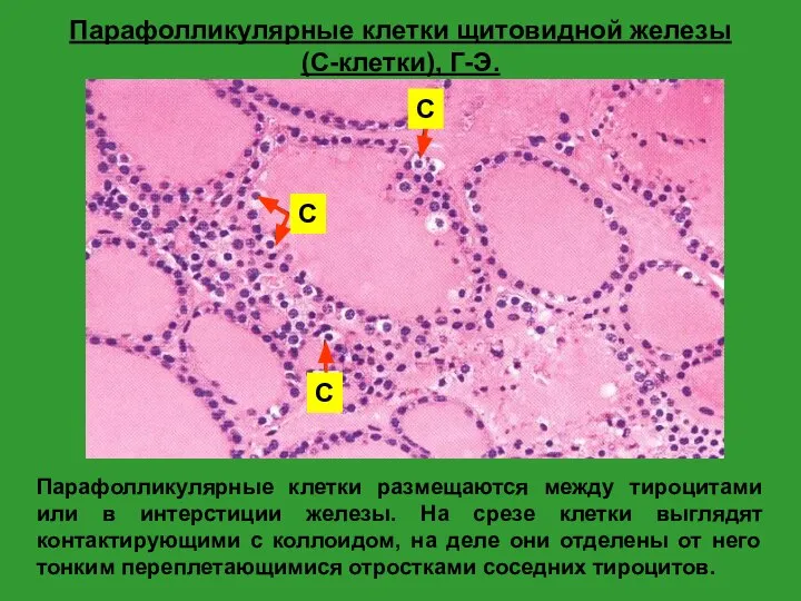 Парафолликулярные клетки щитовидной железы (С-клетки), Г-Э. Парафолликулярные клетки размещаются между тироцитами или
