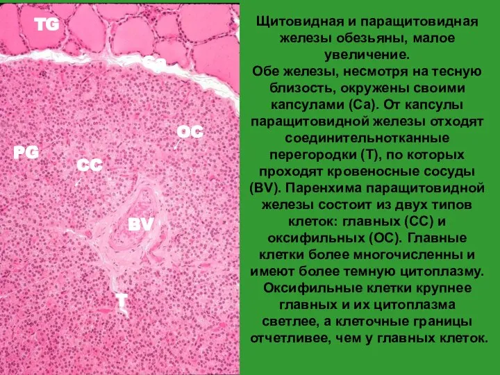 TG PG BV T Ca OC CC Щитовидная и паращитовидная железы обезьяны,