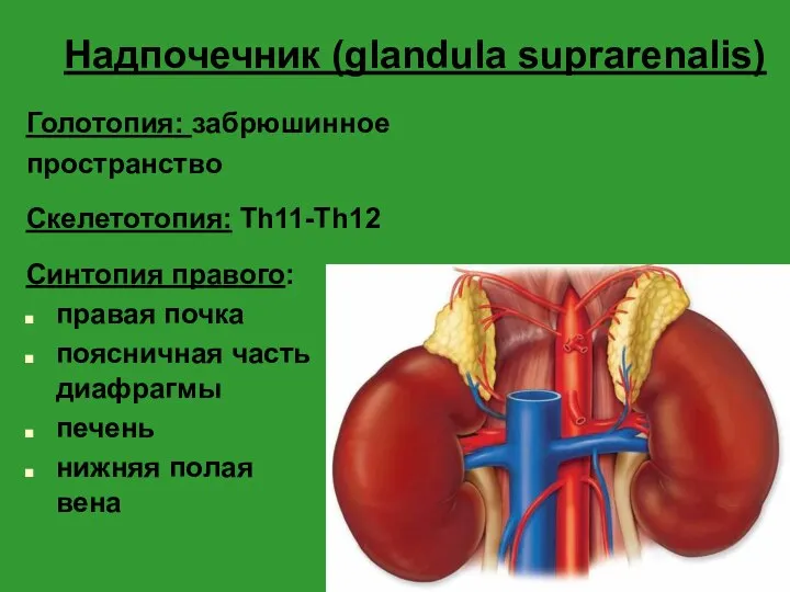 Надпочечник (glandula suprarenalis) Голотопия: забрюшинное пространство Скелетотопия: Th11-Th12 Синтопия правого: правая почка