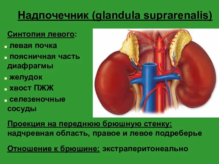 Надпочечник (glandula suprarenalis) Синтопия левого: левая почка поясничная часть диафрагмы желудок хвост