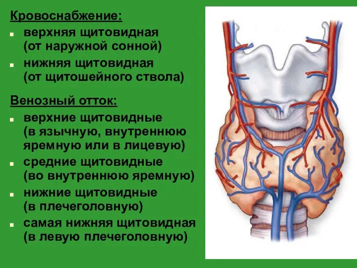 Кровоснабжение: верхняя щитовидная (от наружной сонной) нижняя щитовидная (от щитошейного ствола) Венозный