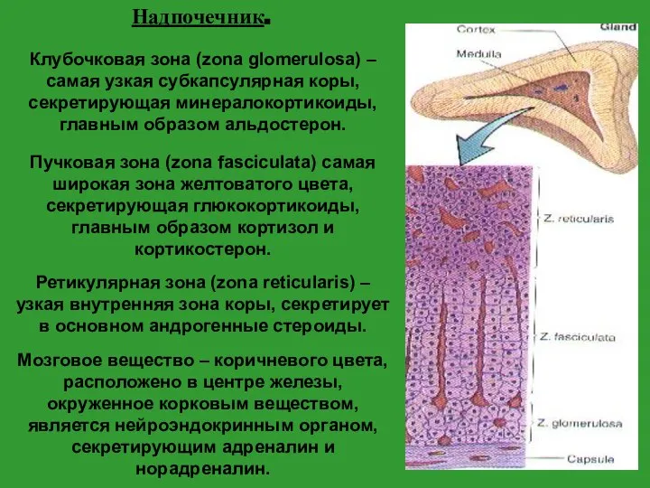 Надпочечник. Клубочковая зона (zona glomerulosa) – самая узкая субкапсулярная коры, секретирующая минералокортикоиды,
