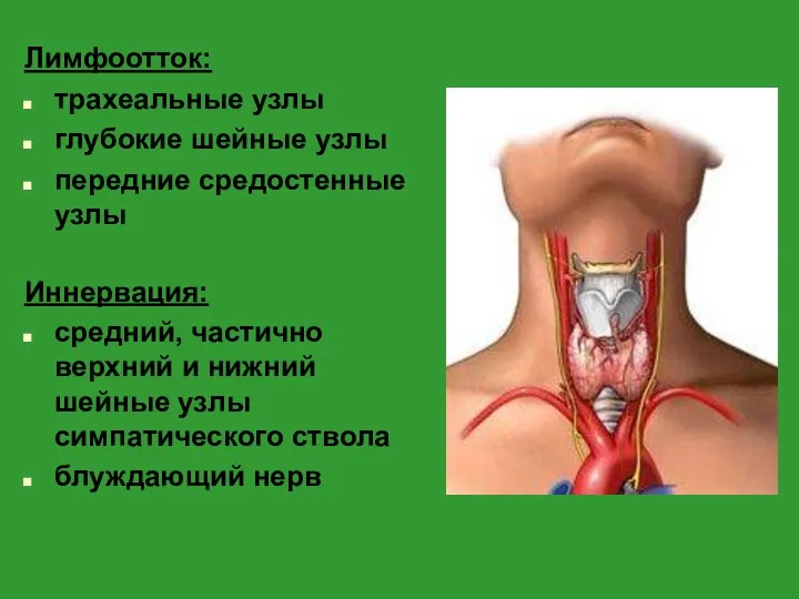 Лимфоотток: трахеальные узлы глубокие шейные узлы передние средостенные узлы Иннервация: средний, частично