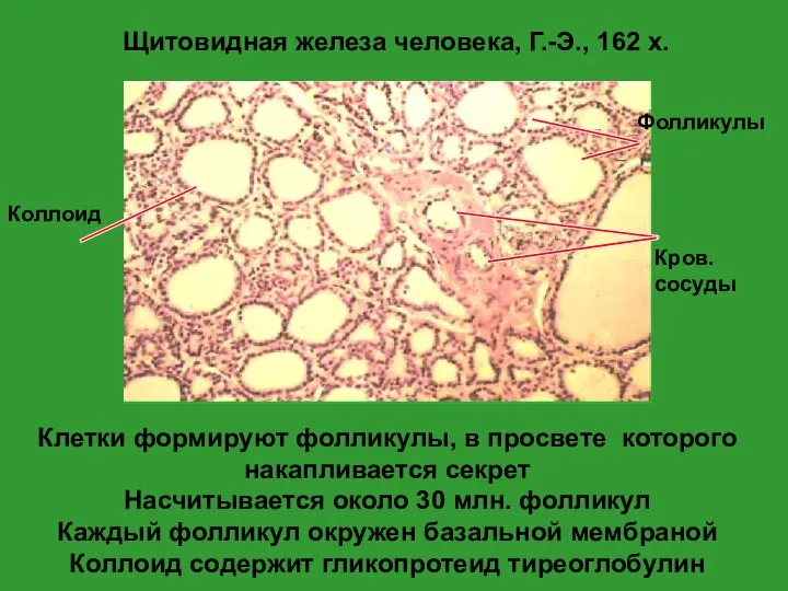 Щитовидная железа человека, Г.-Э., 162 x. Клетки формируют фолликулы, в просвете которого