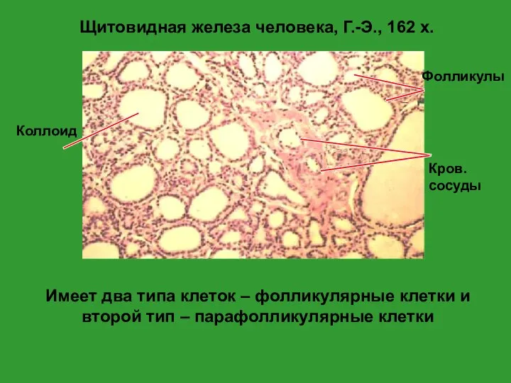 Щитовидная железа человека, Г.-Э., 162 x. Имеет два типа клеток – фолликулярные