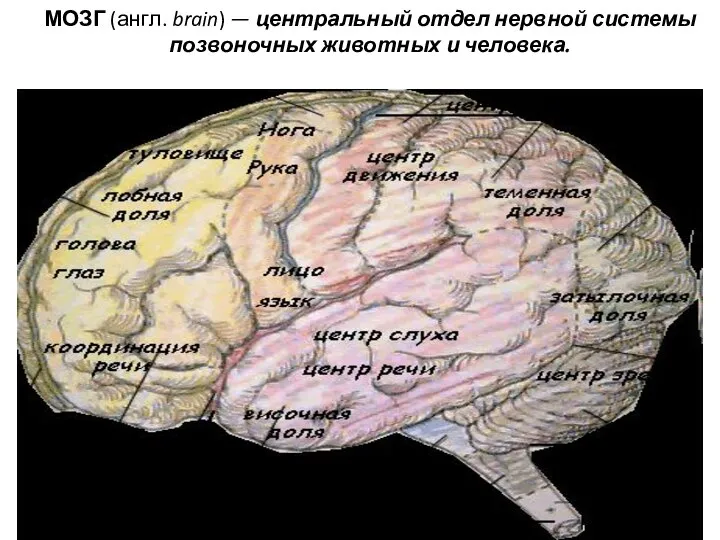 МОЗГ (англ. brain) — центральный отдел нервной системы позвоночных животных и человека.