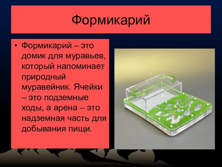 Формикарий Формикарий – это домик для муравьев, который напоминает природный муравейник. Ячейки