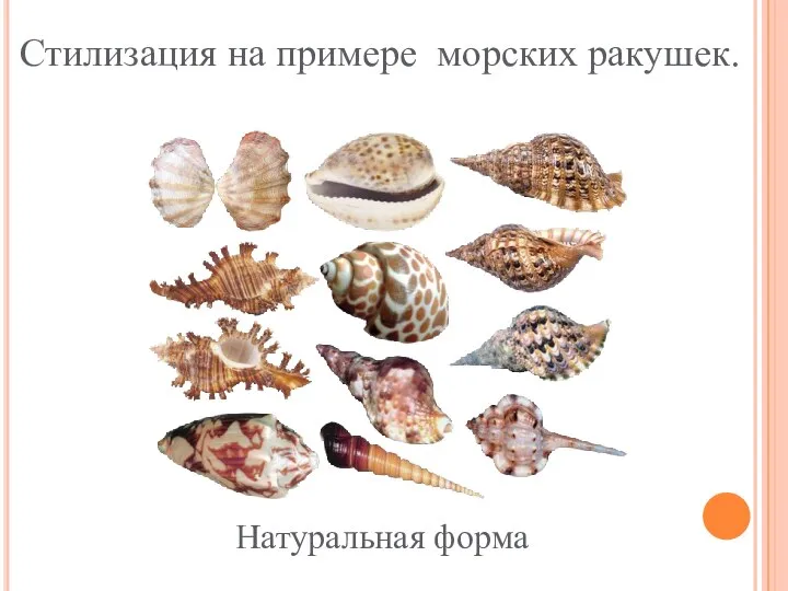 Стилизация на примере морских ракушек. Натуральная форма