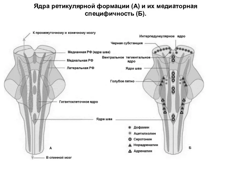 Ядра ретикулярной формации (А) и их медиаторная специфичность (Б).