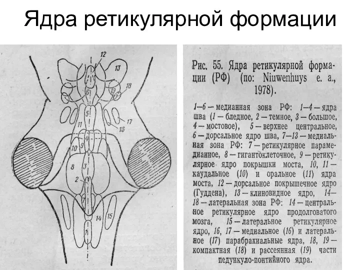 Ядра ретикулярной формации