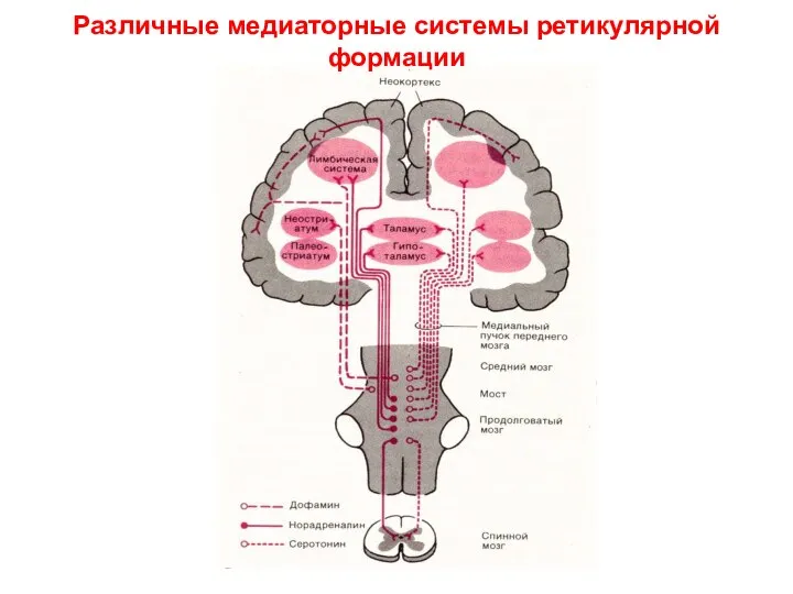 Различные медиаторные системы ретикулярной формации