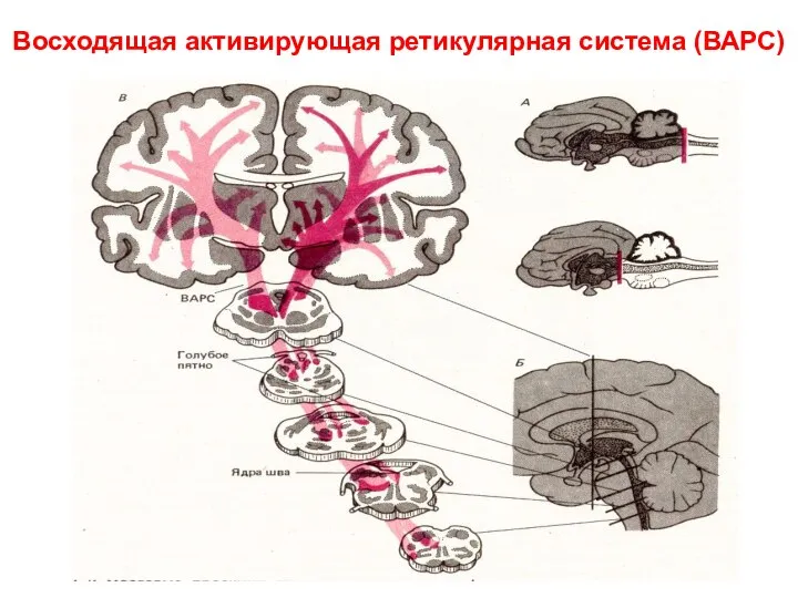 Восходящая активирующая ретикулярная система (ВАРС)