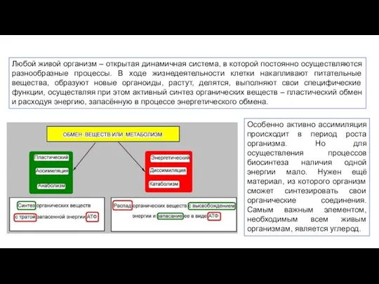 Любой живой организм – открытая динамичная система, в которой постоянно осуществляются разнообразные