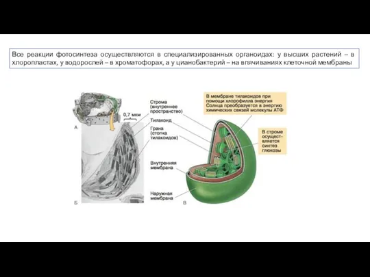 Все реакции фотосинтеза осуществляются в специализированных органоидах: у высших растений – в
