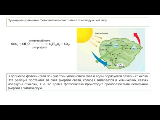 Суммарное уравнение фотосинтеза можно записать в следующем виде: В процессе фотосинтеза при