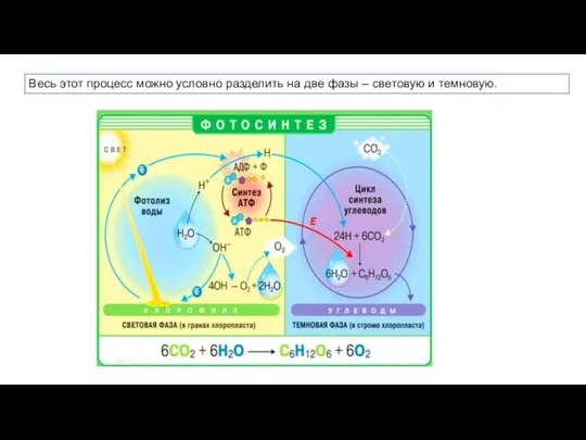 Весь этот процесс можно условно разделить на две фазы – световую и темновую.