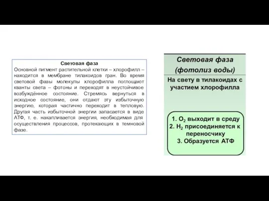 Световая фаза Основной пигмент растительной клетки – хлорофилл – находится в мембране