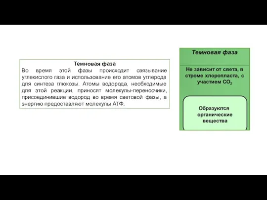 Темновая фаза Во время этой фазы происходит связывание углекислого газа и использование