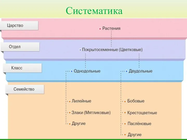 Систематика