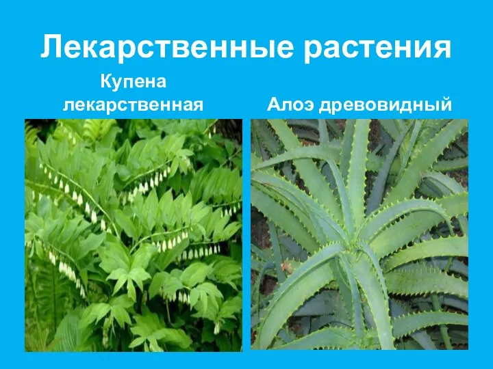 Лекарственные растения Купена лекарственная Алоэ древовидный