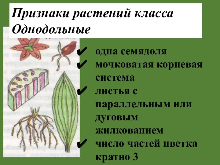 Признаки растений класса Однодольные одна семядоля мочковатая корневая система листья с параллельным