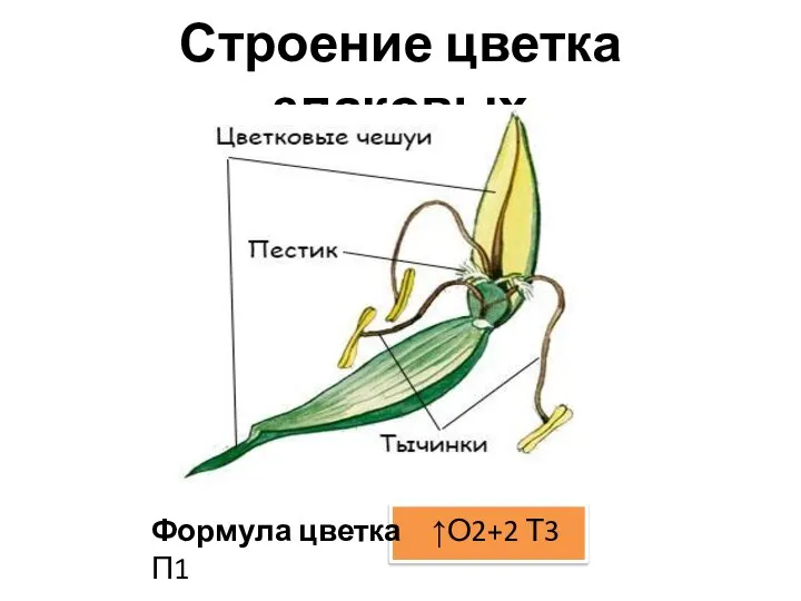 Строение цветка злаковых Формула цветка ↑О2+2 Т3 П1