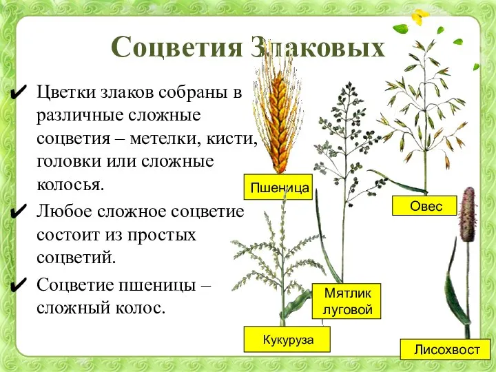 Соцветия Злаковых Цветки злаков собраны в различные сложные соцветия – метелки, кисти,