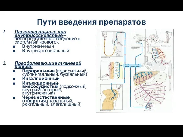 Пути введения препаратов Парентеральные или внутрисосудистые – непосредственное введение в системный кровоток: