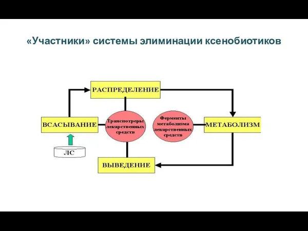 Кукес В.Г. 2003 «Участники» системы элиминации ксенобиотиков