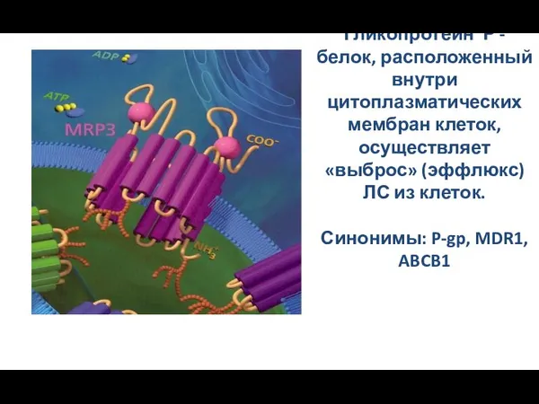 Гликопротеин Р - белок, расположенный внутри цитоплазматических мембран клеток, осуществляет «выброс» (эффлюкс)